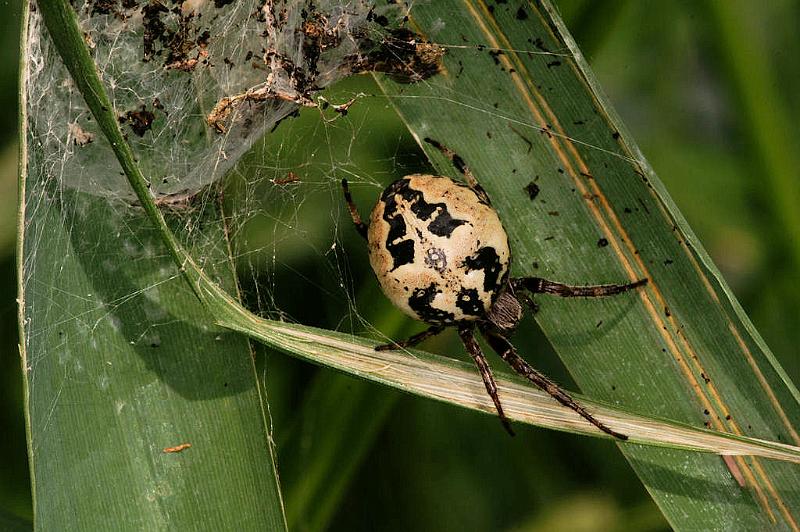 Larinioides_cornutus_D5064_Z_90_Canal du Nivernais_Frankrijk.jpg